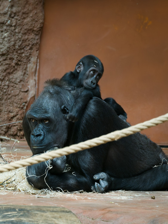 Nuda v ZOO.