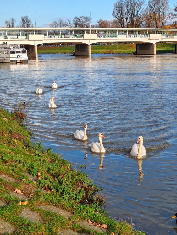 Piešťanské labude