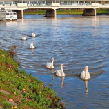 Piešťanské labude