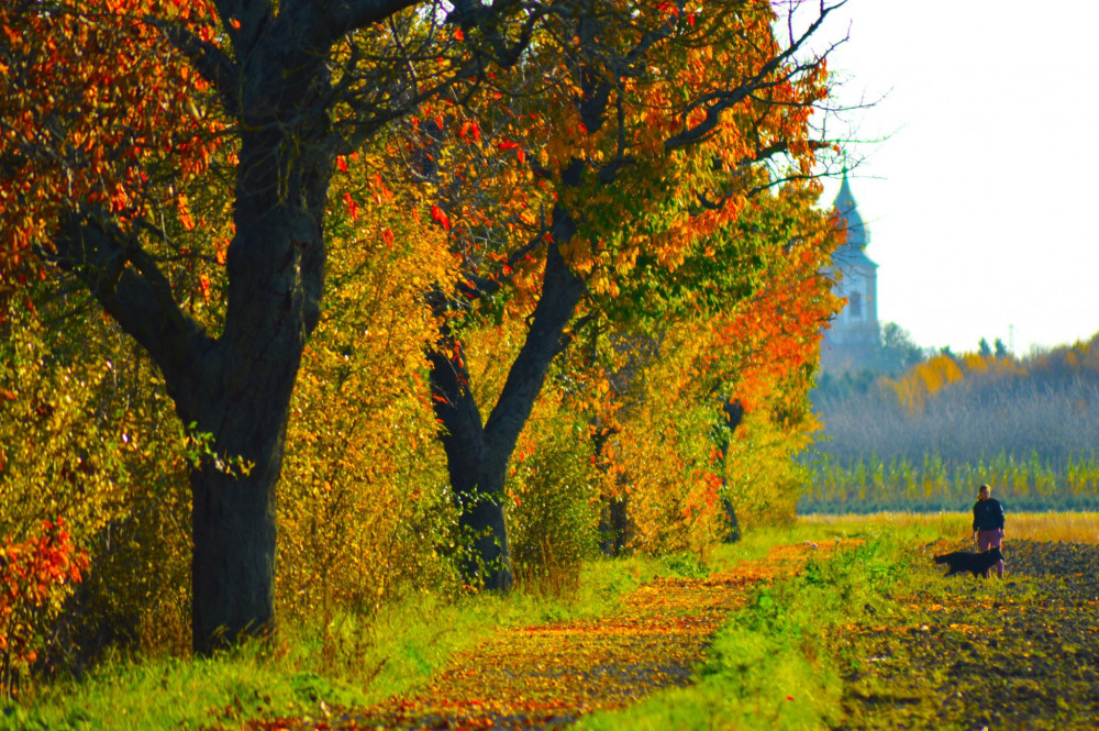 Chodec v zlatej aleji