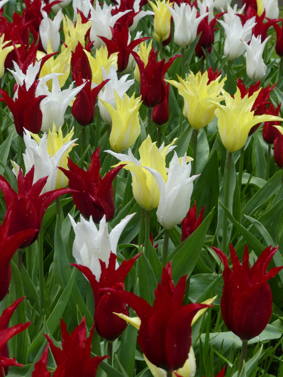 Sme pre radosť a krásu,,