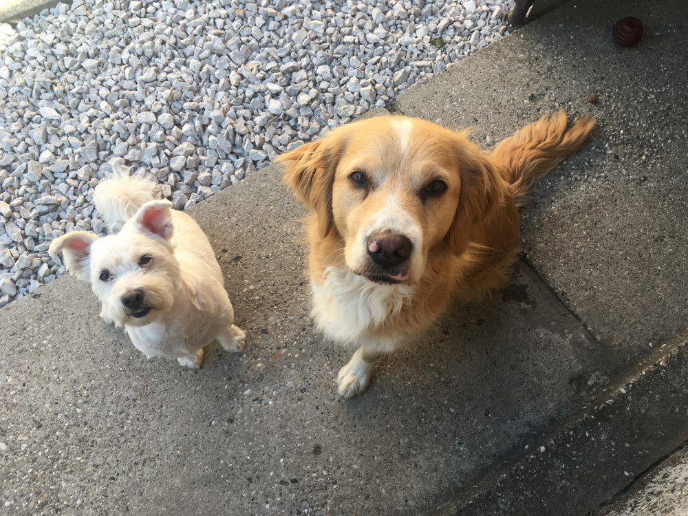 Hladošky Lara & Lili