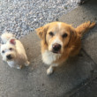 Hladošky Lara & Lili