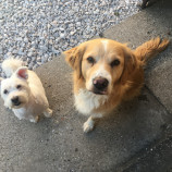 Hladošky Lara & Lili
