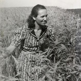 aké je krásne, len ho žať ...