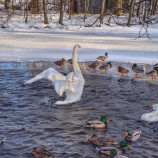 Zo života zvierat na zimnom jazere.
