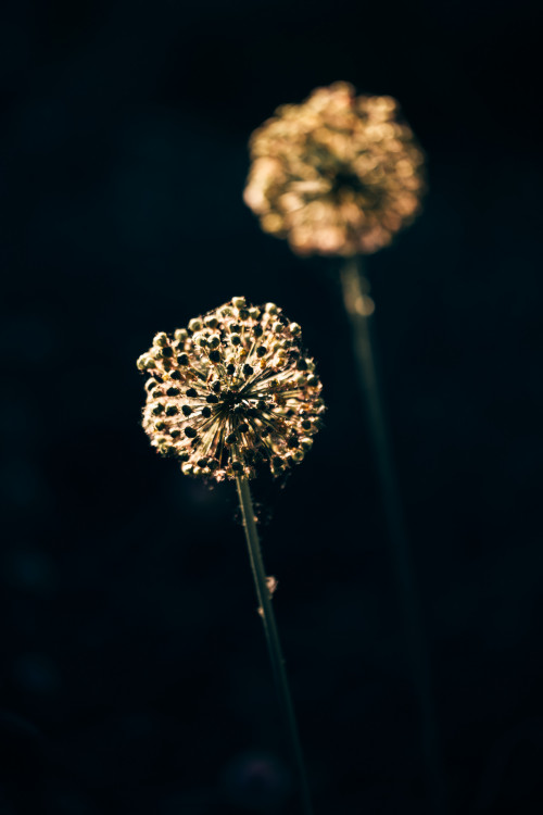 Alium