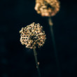 Alium