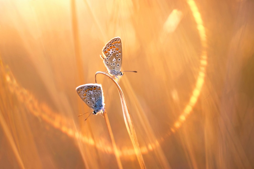 Duet