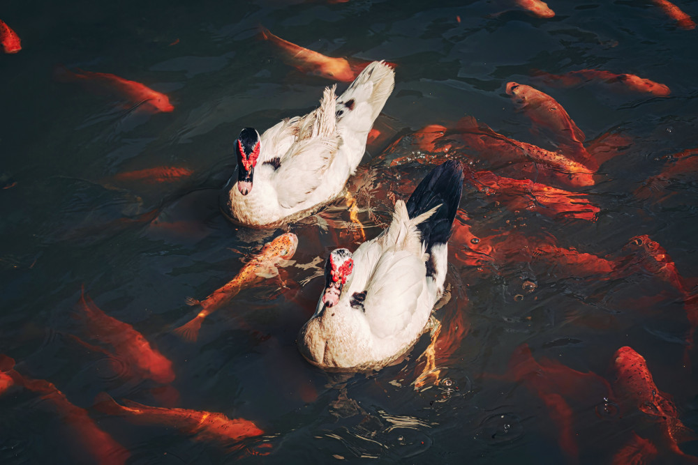 Kacki a koi