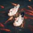 Kacki a koi