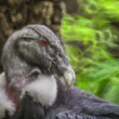 Kondor veľký  (Vultur gryphus)