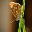 zostup