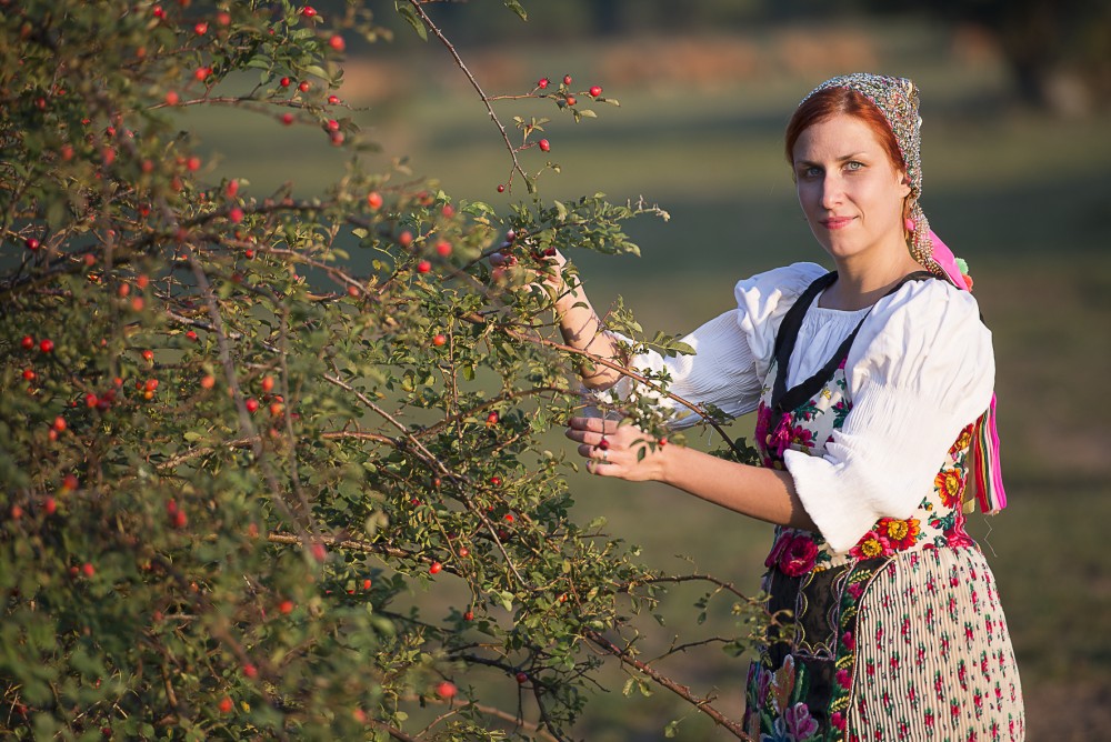 Šípková Ruženka