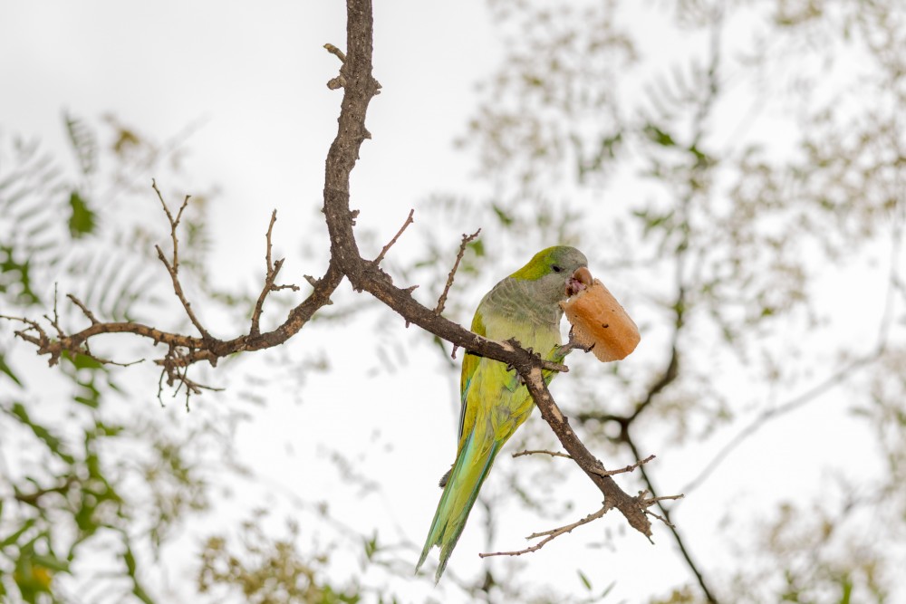Papagáj v Park Güell