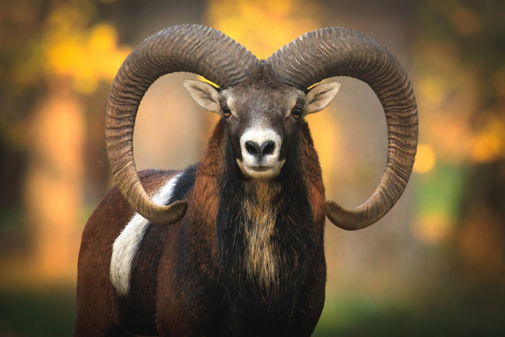Muflon