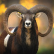 Muflon