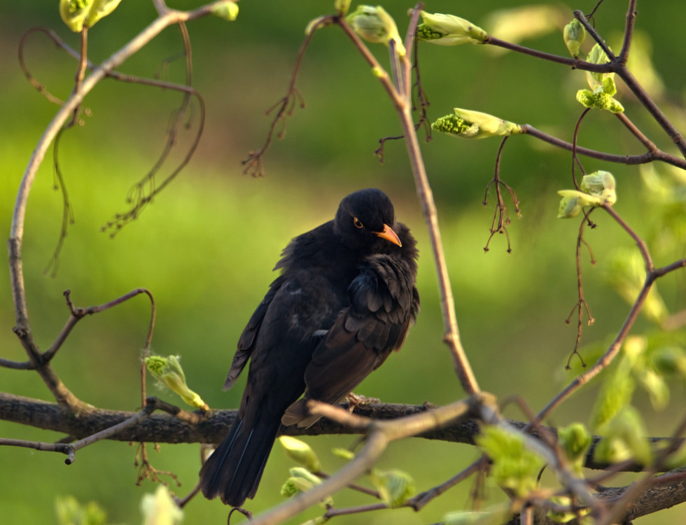 Drozd - veget na konári