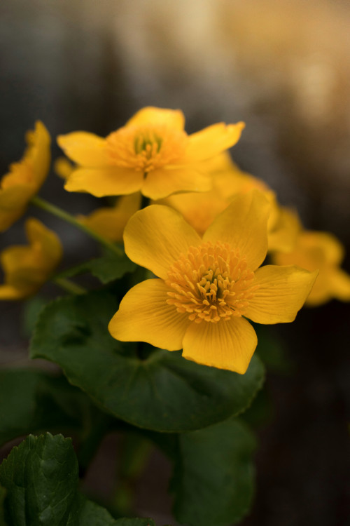 Záružlie močiarne