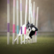 Agility