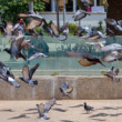 Casablanca