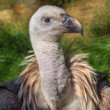 Sup bielohlavý (Gyps fulvus)