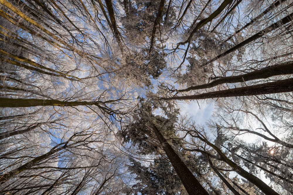 V mrazivých korunách