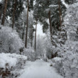 Zimná chodba lesa