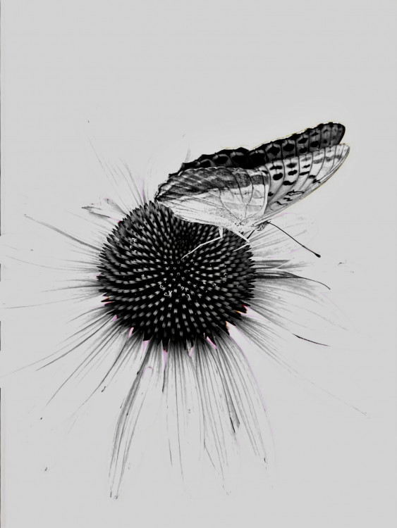Keď kvitne echinacea