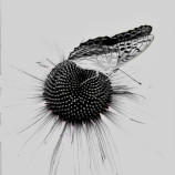 Keď kvitne echinacea