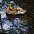 Kacicka