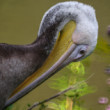 Pelikán hnedý (Pelecanus occidentalis)