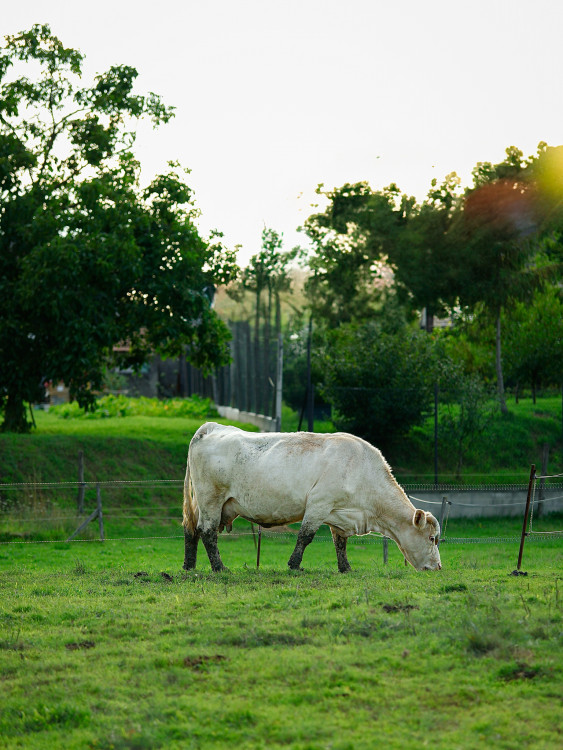 Polomáčané