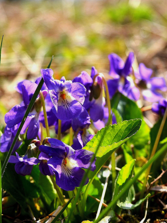 Fialkové prebudenie