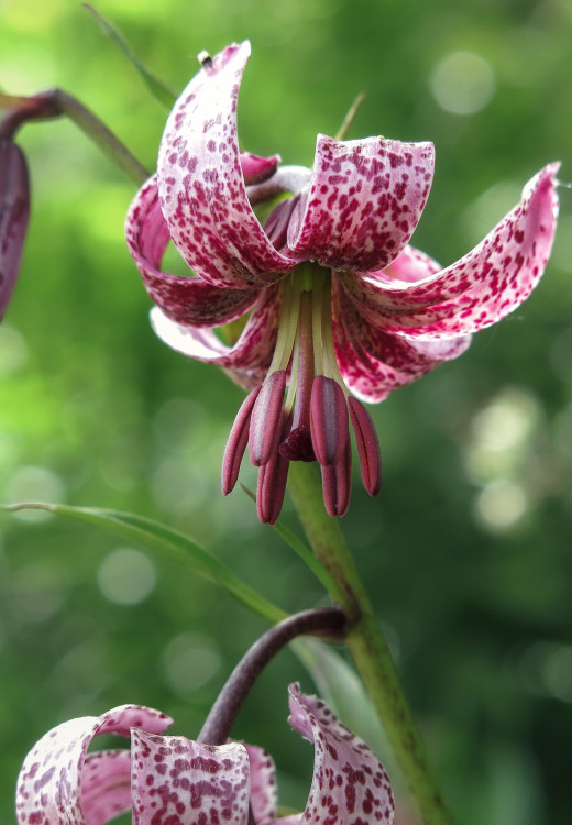 divorastúca ľalia vo VT
