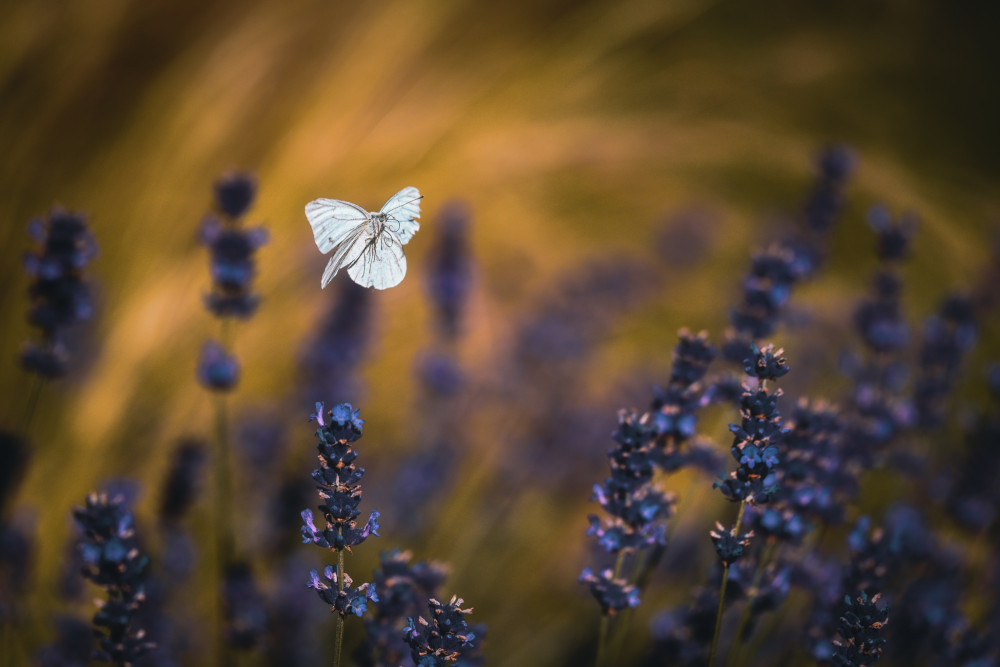 Pieris