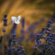 Pieris
