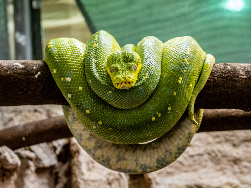 Relax - Zoo Bojnice