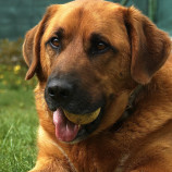Archibald