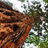 gigantický strom v Botanickej záhrade, Banská Štiavnica