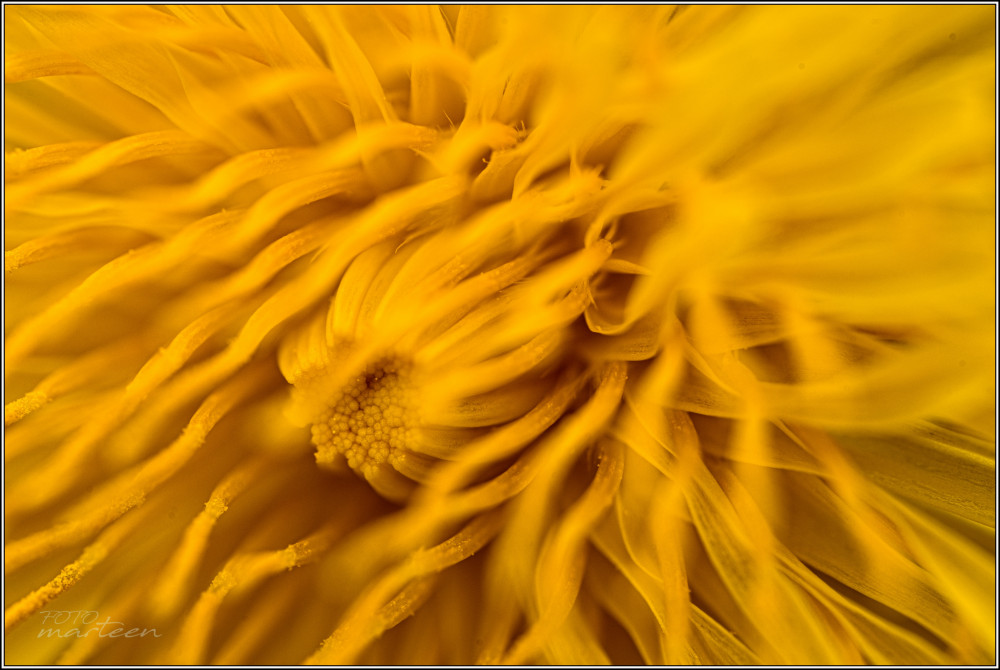 Púpavové  "plamene"...