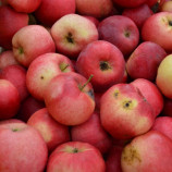 Jablká zo slovenského sadu