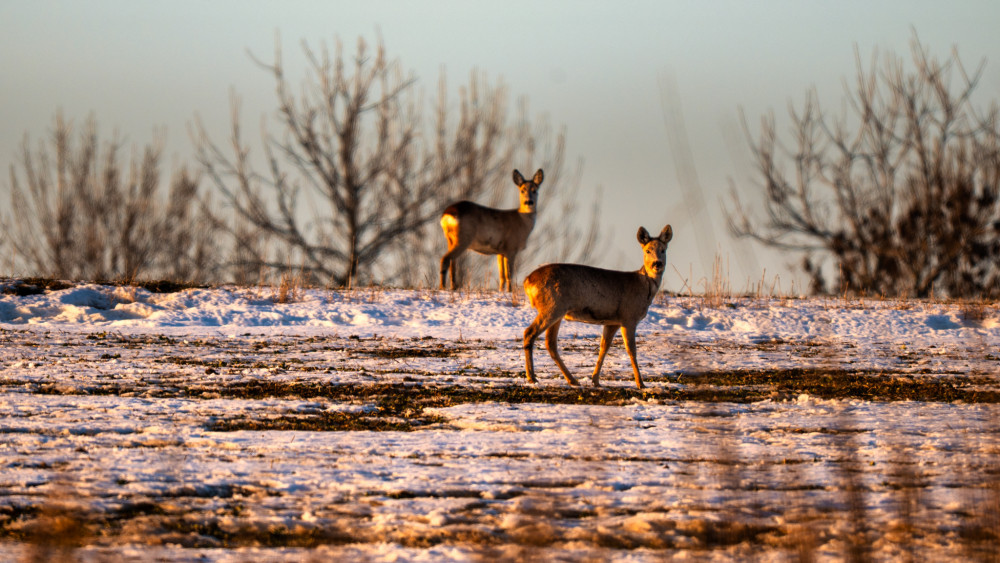 Ty čo čumíš? :-)