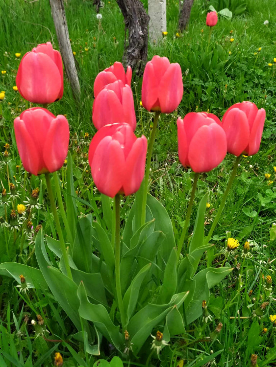Páni Tulipáni