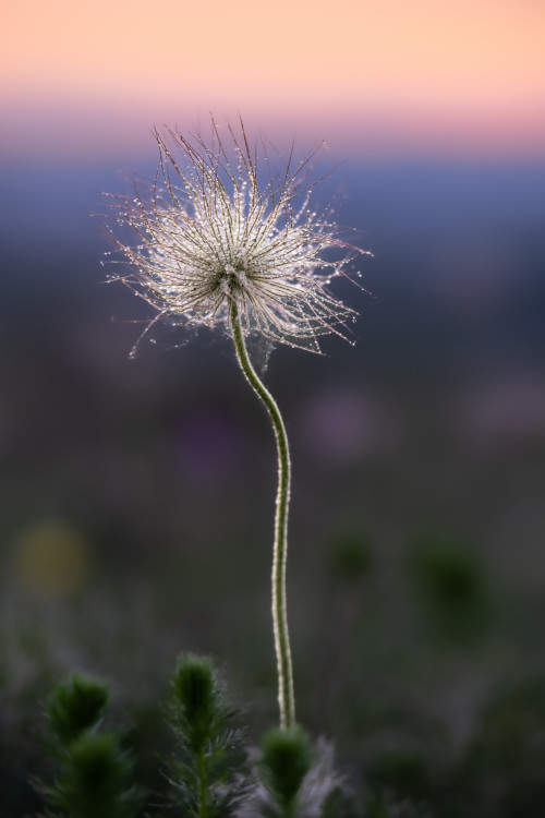 Poniklec slovenský (Pulsatilla slavica)