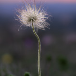 Poniklec slovenský (Pulsatilla slavica)