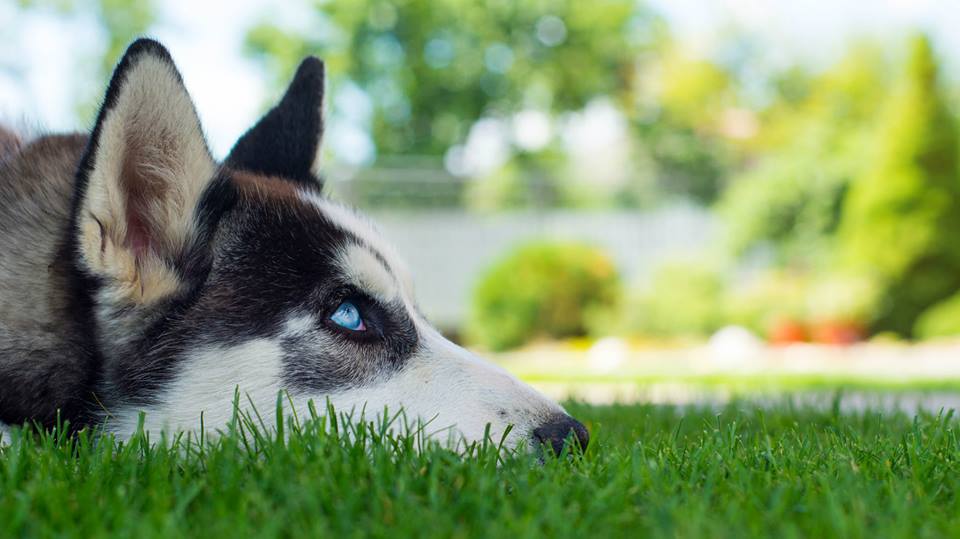Husky Sally