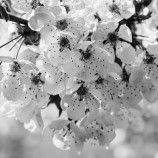 Nežná krása bez farieb