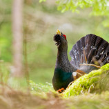 Tokajúci duch lesa.