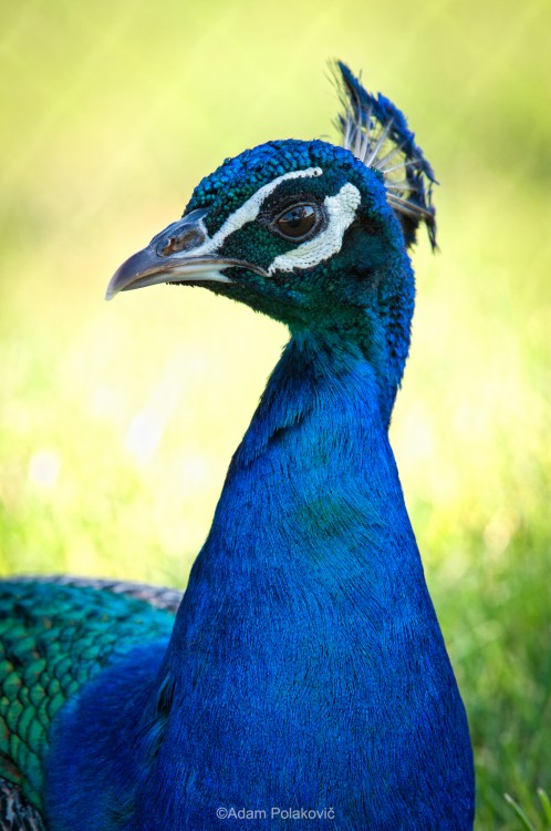 Pavo cristatus